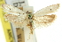  (Liparistis monosema - 11ANIC-10101)  @11 [ ] CreativeCommons - Attribution (2011) ANIC/CBG Photography Group Centre for Biodiversity Genomics