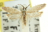  ( - 11ANIC-10102)  @11 [ ] CreativeCommons - Attribution (2011) ANIC/CBG Photography Group Centre for Biodiversity Genomics