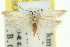  (Liparistis iloxera - 11ANIC-10104)  @11 [ ] CreativeCommons - Attribution (2011) ANIC/CBG Photography Group Centre for Biodiversity Genomics