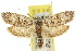  ( - 11ANIC-10106)  @13 [ ] CreativeCommons - Attribution (2011) ANIC/CBG Photography Group Centre for Biodiversity Genomics