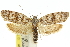  ( - 11ANIC-10107)  @11 [ ] CreativeCommons - Attribution (2011) ANIC/CBG Photography Group Centre for Biodiversity Genomics