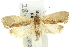  ( - 11ANIC-10116)  @14 [ ] CreativeCommons - Attribution (2011) ANIC/CBG Photography Group Centre for Biodiversity Genomics