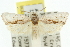  ( - 11ANIC-10121)  @15 [ ] CreativeCommons - Attribution (2011) ANIC/CBG Photography Group Centre for Biodiversity Genomics