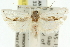  ( - 11ANIC-10123)  @11 [ ] CreativeCommons - Attribution (2011) ANIC/CBG Photography Group Centre for Biodiversity Genomics
