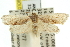  ( - 11ANIC-10124)  @14 [ ] CreativeCommons - Attribution (2011) ANIC/CBG Photography Group Centre for Biodiversity Genomics