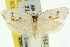 (Crypsicharis triplaca - 11ANIC-10125)  @14 [ ] CreativeCommons - Attribution (2011) ANIC/CBG Photography Group Centre for Biodiversity Genomics