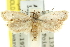  ( - 11ANIC-10130)  @11 [ ] CreativeCommons - Attribution (2011) ANIC/CBG Photography Group Centre for Biodiversity Genomics
