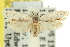  (Crypsicharis sp. ANIC1 - 11ANIC-10131)  @13 [ ] CreativeCommons - Attribution (2011) ANIC/CBG Photography Group Centre for Biodiversity Genomics