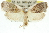  ( - 11ANIC-10136)  @12 [ ] CreativeCommons - Attribution (2011) ANIC/CBG Photography Group Centre for Biodiversity Genomics