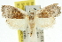  ( - 11ANIC-10137)  @13 [ ] CreativeCommons - Attribution (2011) ANIC/CBG Photography Group Centre for Biodiversity Genomics