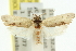  ( - 11ANIC-10151)  @13 [ ] CreativeCommons - Attribution (2011) ANIC/CBG Photography Group Centre for Biodiversity Genomics