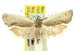  ( - 11ANIC-10153)  @13 [ ] CreativeCommons - Attribution (2011) ANIC/CBG Photography Group Centre for Biodiversity Genomics