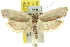  ( - 11ANIC-10155)  @14 [ ] CreativeCommons - Attribution (2011) ANIC/CBG Photography Group Centre for Biodiversity Genomics