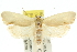  ( - 11ANIC-10157)  @14 [ ] CreativeCommons - Attribution (2011) ANIC/CBG Photography Group Centre for Biodiversity Genomics
