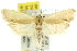  ( - 11ANIC-10158)  @13 [ ] CreativeCommons - Attribution (2011) ANIC/CBG Photography Group Centre for Biodiversity Genomics