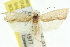  ( - 11ANIC-10160)  @13 [ ] CreativeCommons - Attribution (2011) ANIC/CBG Photography Group Centre for Biodiversity Genomics