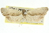  (Crypsicharis sp. ANIC6 - 11ANIC-10163)  @11 [ ] CreativeCommons - Attribution (2011) ANIC/CBG Photography Group Centre for Biodiversity Genomics