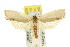  ( - 11ANIC-10164)  @13 [ ] CreativeCommons - Attribution (2011) ANIC/CBG Photography Group Centre for Biodiversity Genomics
