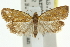  (Tortrix incompta - 11ANIC-10187)  @11 [ ] CreativeCommons - Attribution (2011) ANIC/CBG Photography Group Centre for Biodiversity Genomics