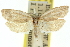  (Tortrix sp. ANIC2 - 11ANIC-10194)  @11 [ ] CreativeCommons - Attribution (2011) ANIC/CBG Photography Group Centre for Biodiversity Genomics