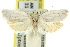  (Tortrix sp. ANIC3 - 11ANIC-10197)  @14 [ ] CreativeCommons - Attribution (2011) ANIC/CBG Photography Group Centre for Biodiversity Genomics