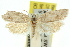 ( - 11ANIC-10198)  @13 [ ] CreativeCommons - Attribution (2011) ANIC/CBG Photography Group Centre for Biodiversity Genomics