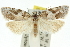  ( - 11ANIC-10199)  @11 [ ] CreativeCommons - Attribution (2011) ANIC/CBG Photography Group Centre for Biodiversity Genomics