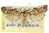 (Tortrix sp. ANIC4 - 11ANIC-10201)  @14 [ ] CreativeCommons - Attribution (2011) ANIC/CBG Photography Group Centre for Biodiversity Genomics