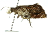  ( - 11ANIC-10206)  @12 [ ] CreativeCommons - Attribution (2011) ANIC/CBG Photography Group Centre for Biodiversity Genomics