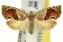  ( - 11ANIC-10207)  @11 [ ] CreativeCommons - Attribution (2011) ANIC/CBG Photography Group Centre for Biodiversity Genomics