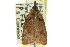  ( - 11ANIC-10209)  @13 [ ] CreativeCommons - Attribution (2011) ANIC/CBG Photography Group Centre for Biodiversity Genomics