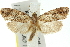  ( - 11ANIC-10213)  @14 [ ] CreativeCommons - Attribution (2011) ANIC/CBG Photography Group Centre for Biodiversity Genomics
