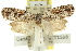  ( - 11ANIC-10217)  @13 [ ] CreativeCommons - Attribution (2011) ANIC/CBG Photography Group Centre for Biodiversity Genomics