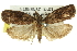  ( - 11ANIC-10226)  @11 [ ] CreativeCommons - Attribution (2011) ANIC/CBG Photography Group Centre for Biodiversity Genomics