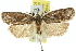  ( - 11ANIC-10227)  @13 [ ] CreativeCommons - Attribution (2011) ANIC/CBG Photography Group Centre for Biodiversity Genomics