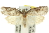  ( - 11ANIC-10240)  @14 [ ] CreativeCommons - Attribution (2011) ANIC/CBG Photography Group Centre for Biodiversity Genomics