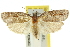  ( - 11ANIC-10241)  @13 [ ] CreativeCommons - Attribution (2011) ANIC/CBG Photography Group Centre for Biodiversity Genomics