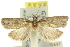  ( - 11ANIC-10245)  @11 [ ] CreativeCommons - Attribution (2011) ANIC/CBG Photography Group Centre for Biodiversity Genomics
