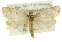  ( - 11ANIC-10247)  @11 [ ] CreativeCommons - Attribution (2011) ANIC/CBG Photography Group Centre for Biodiversity Genomics