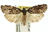  ( - 11ANIC-10251)  @13 [ ] CreativeCommons - Attribution (2011) ANIC/CBG Photography Group Centre for Biodiversity Genomics