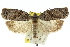  ( - 11ANIC-10258)  @14 [ ] CreativeCommons - Attribution (2011) ANIC/CBG Photography Group Centre for Biodiversity Genomics