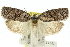  ( - 11ANIC-10259)  @13 [ ] CreativeCommons - Attribution (2011) ANIC/CBG Photography Group Centre for Biodiversity Genomics