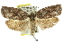  ( - 11ANIC-10264)  @14 [ ] CreativeCommons - Attribution (2011) ANIC/CBG Photography Group Centre for Biodiversity Genomics