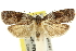  ( - 11ANIC-10265)  @14 [ ] CreativeCommons - Attribution (2011) ANIC/CBG Photography Group Centre for Biodiversity Genomics