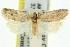  ( - 11ANIC-10282)  @13 [ ] CreativeCommons - Attribution (2011) ANIC/CBG Photography Group Centre for Biodiversity Genomics