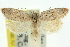  ( - 11ANIC-10283)  @11 [ ] CreativeCommons - Attribution (2011) ANIC/CBG Photography Group Centre for Biodiversity Genomics