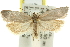  ( - 11ANIC-10296)  @14 [ ] CreativeCommons - Attribution (2011) ANIC/CBG Photography Group Centre for Biodiversity Genomics