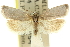  ( - 11ANIC-10297)  @11 [ ] CreativeCommons - Attribution (2011) ANIC/CBG Photography Group Centre for Biodiversity Genomics