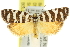  (Archipini New Genus 9 amoenana - 11ANIC-10299)  @11 [ ] CreativeCommons - Attribution (2011) ANIC/CBG Photography Group Centre for Biodiversity Genomics