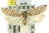  ( - 11ANIC-10313)  @14 [ ] CreativeCommons - Attribution (2011) ANIC/CBG Photography Group Centre for Biodiversity Genomics